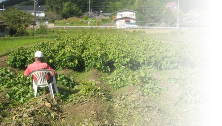 黒豆枝豆の収穫作業風景